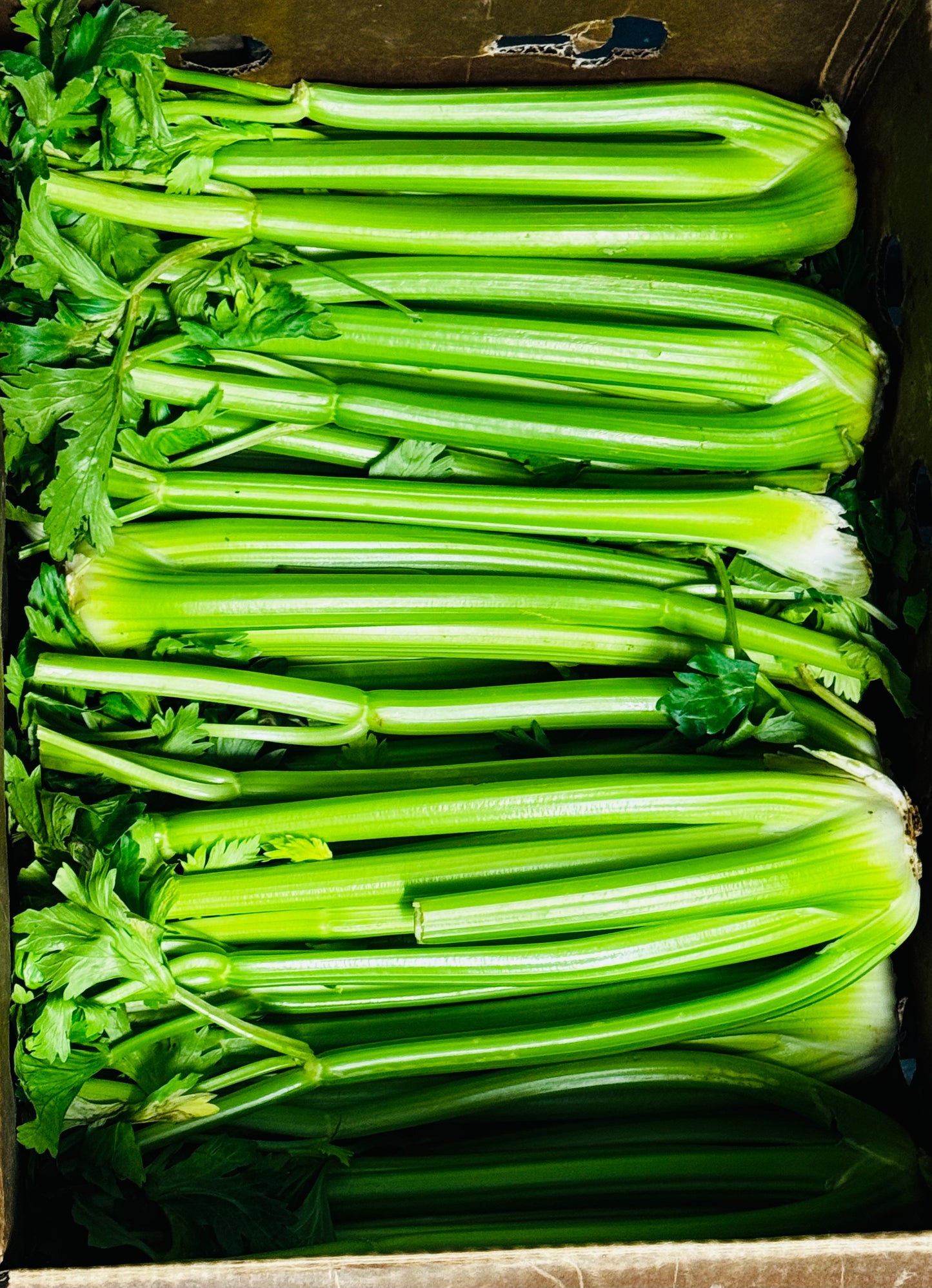 Celery (EA)