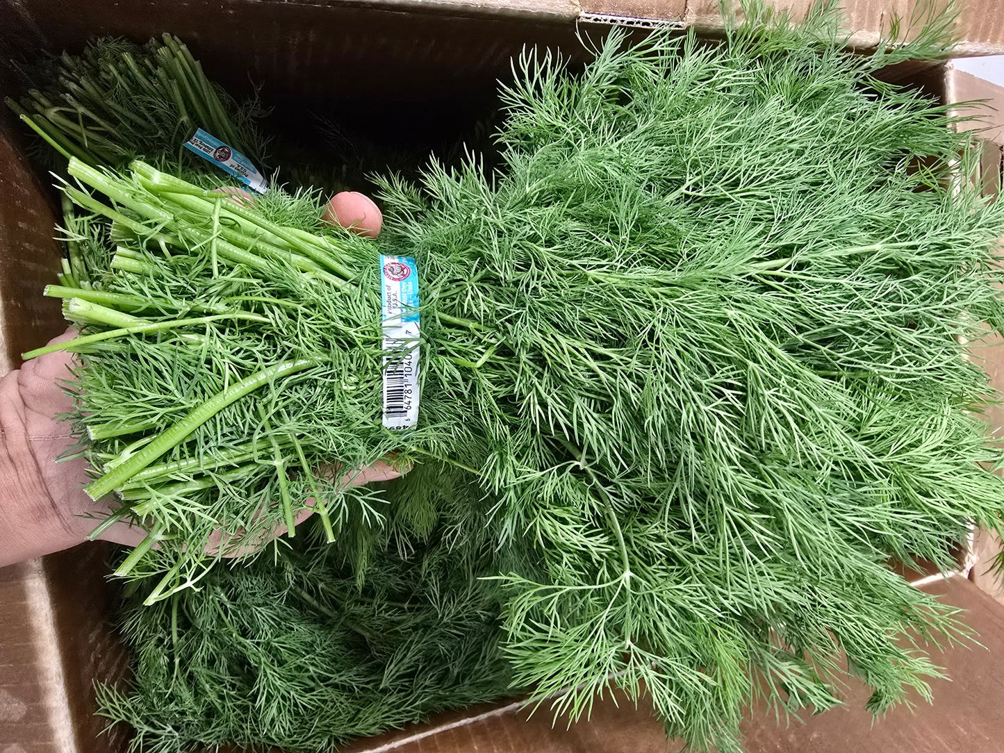 Dill (BUNCH)