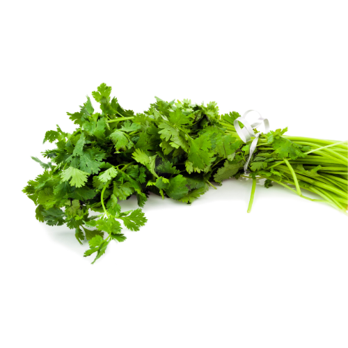 Cilantro (BUNCH)