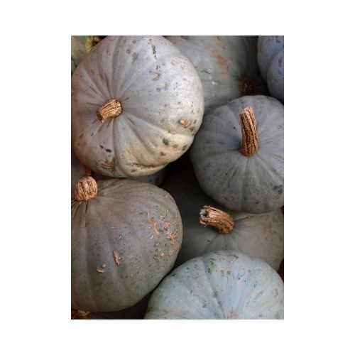 Blue Hubbard Squash (LB)